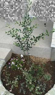 オリーブ ガーデニング 庭の花壇と シンボルツリー オリーブ の成長記録その1 家しごと
