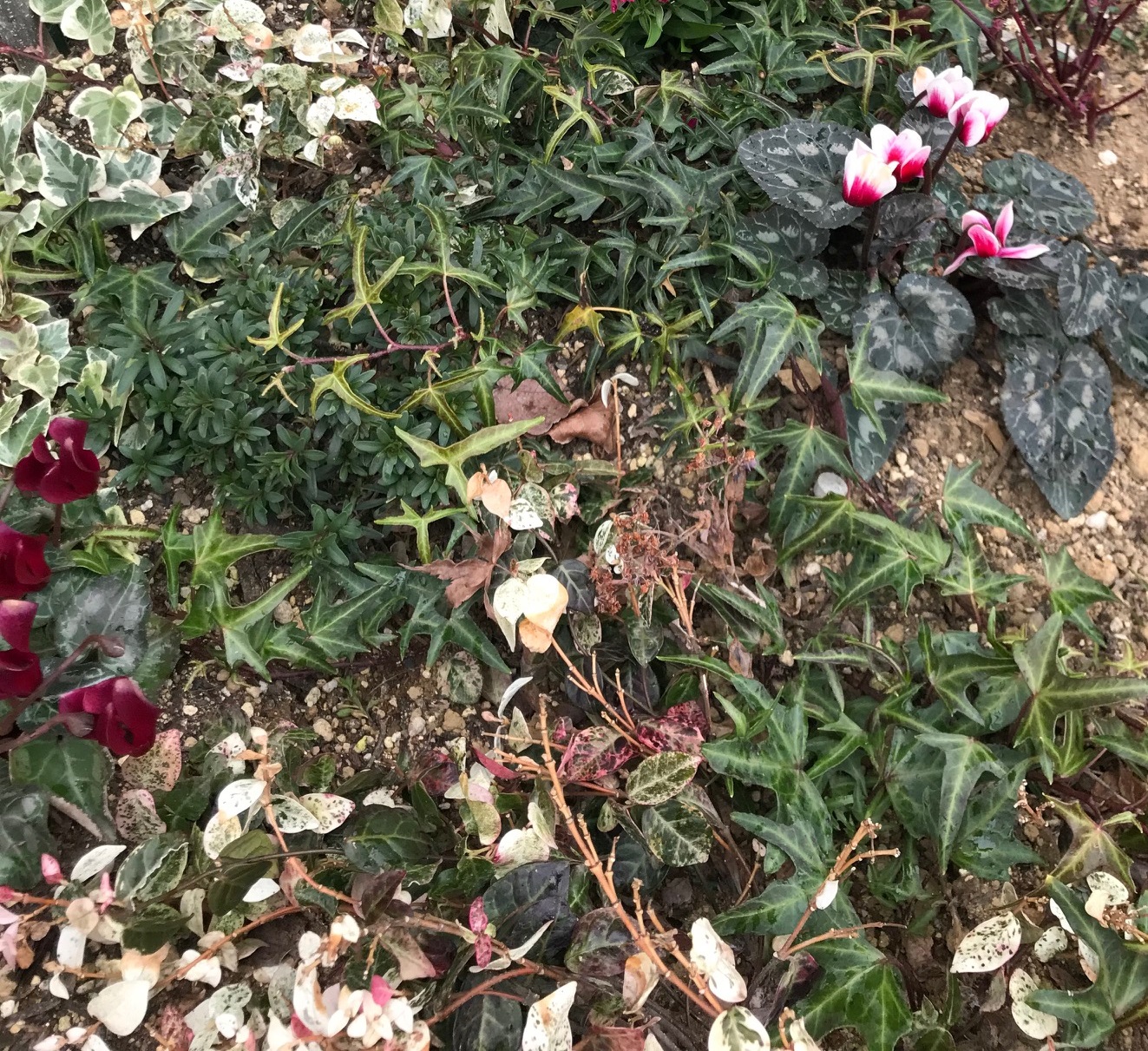 ガーデニング クリスマスローズ失敗 成長しない 花が咲かない 葉が枯れた どんどん花が増える レースラベンダーの成長記録 家しごと
