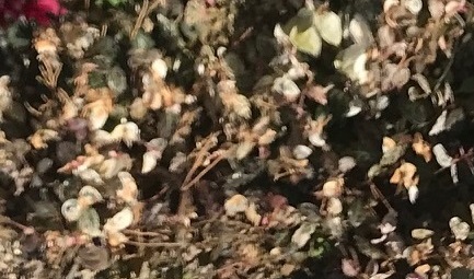 ガーデニング 庭の花壇 ５月になってから復活したハツユキカズラ まさかのキノコ発生 レースラベンダーもとうとう枯れる 家しごと